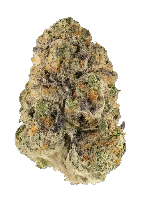 Purple Jack
