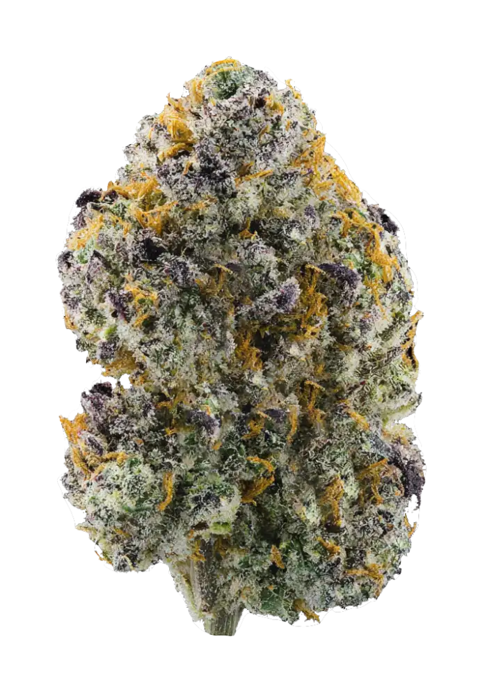 Gelato #41