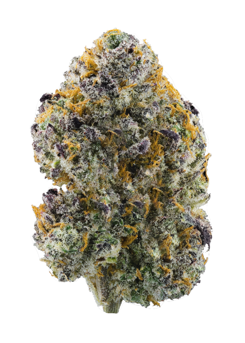 Gelato #41