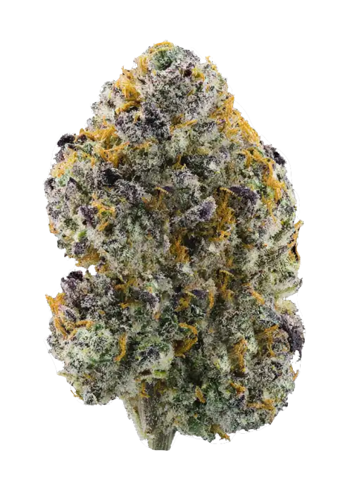 Gelato #41