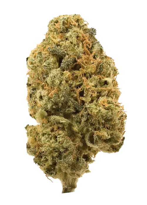 Dionysus