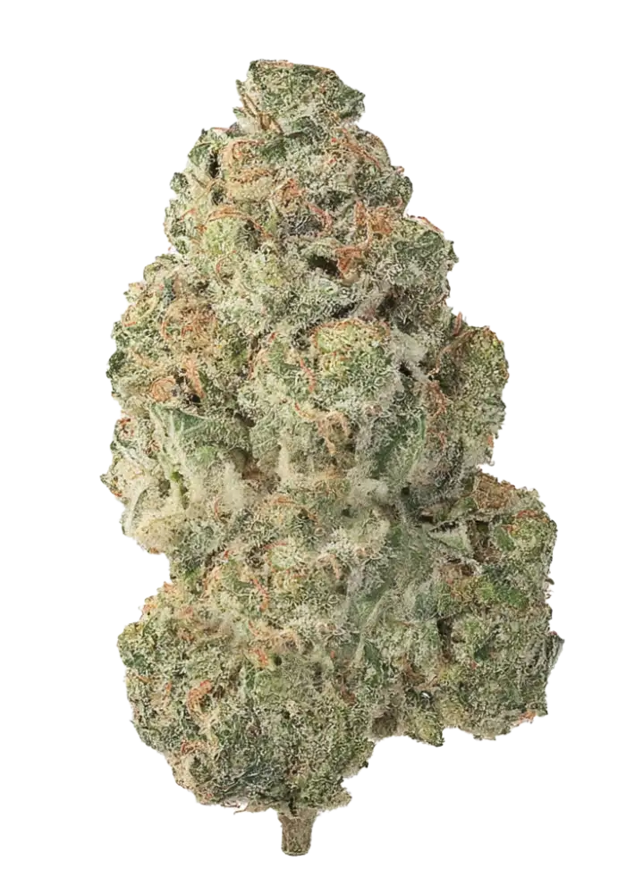 Gorilla Glue