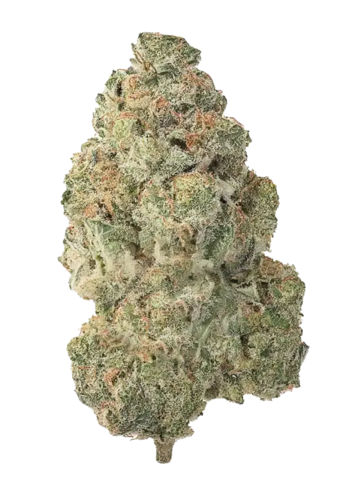 Gorilla Glue