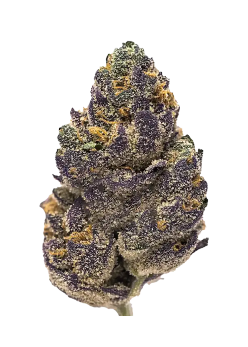 Scooby Snacks