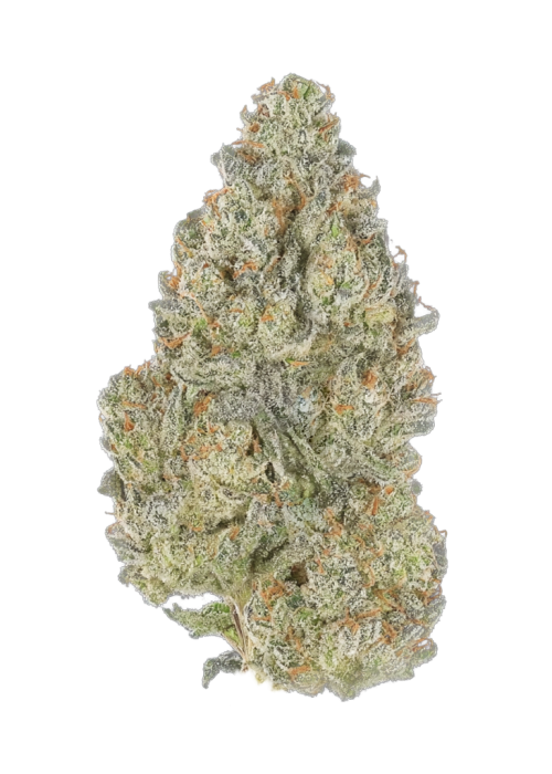 Bonzai