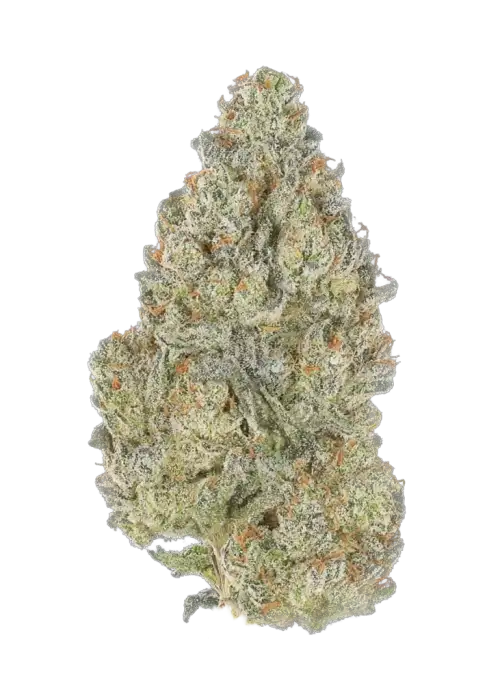 Bonzai