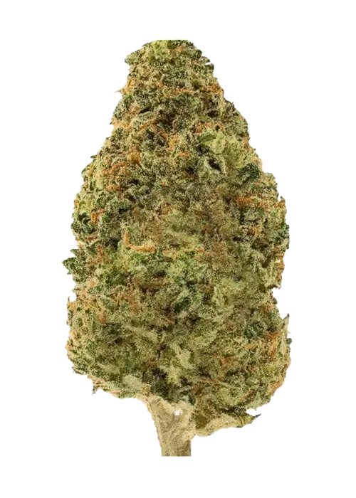 South Indian Indica