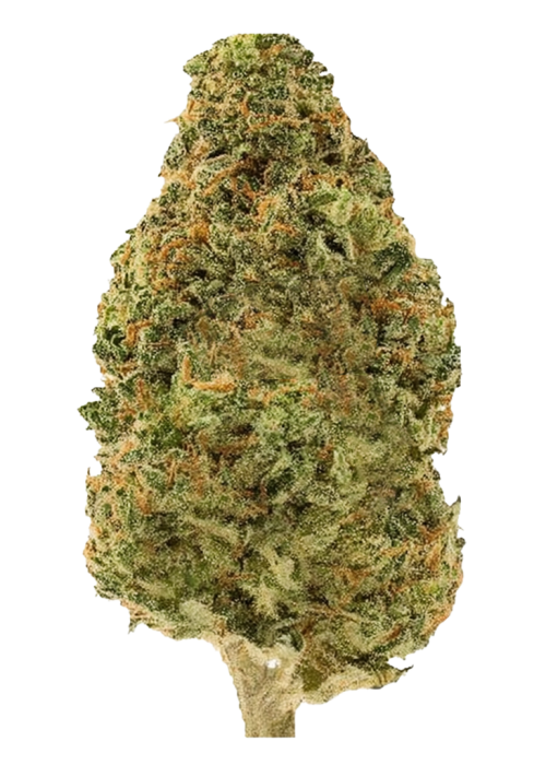South Indian Indica