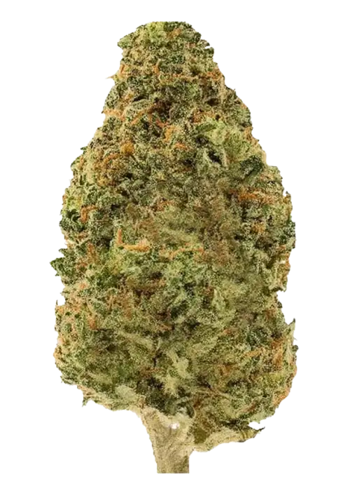 South Indian Indica