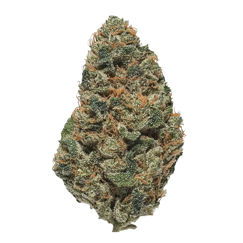 Mai Thai THCA Flower Buds