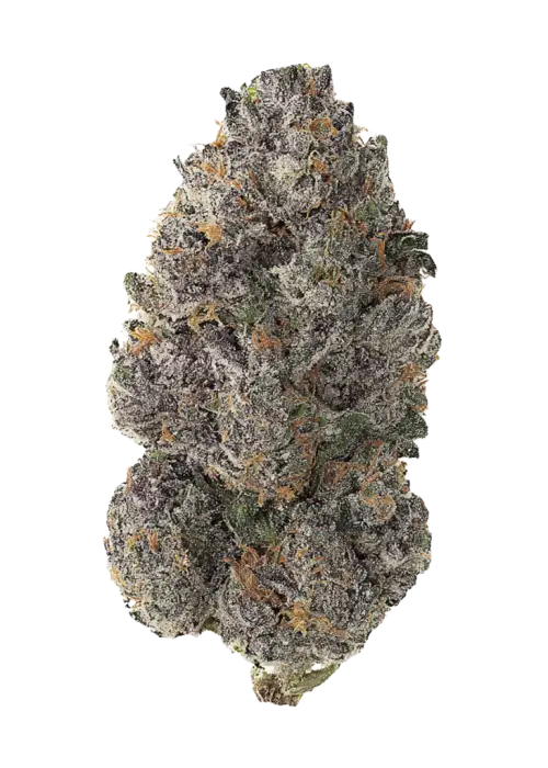 Purple Thai