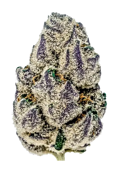 La Bomba