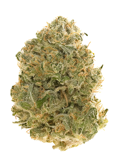 Hashplant Haze