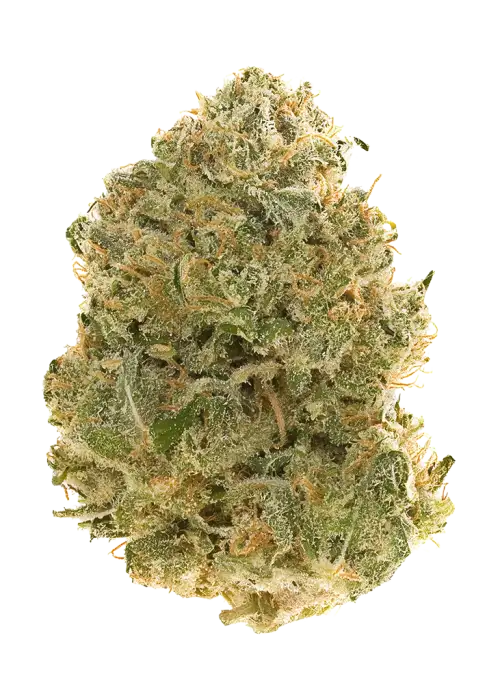 Hashplant Haze