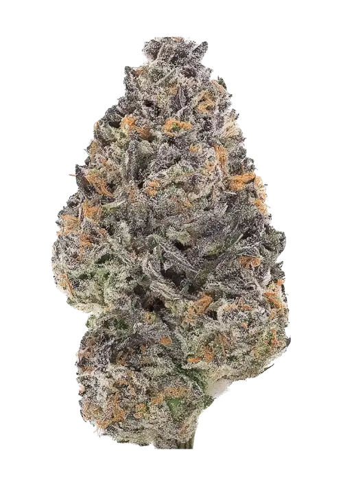 Blue Apricot Sherbert