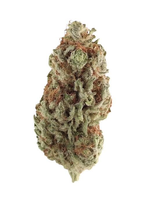 Gupta Kush
