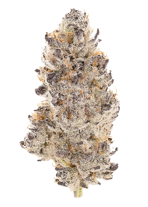 Ethos Hash Plant Bx1