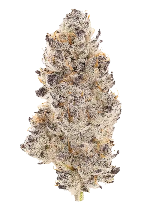 Ethos Hash Plant Bx1