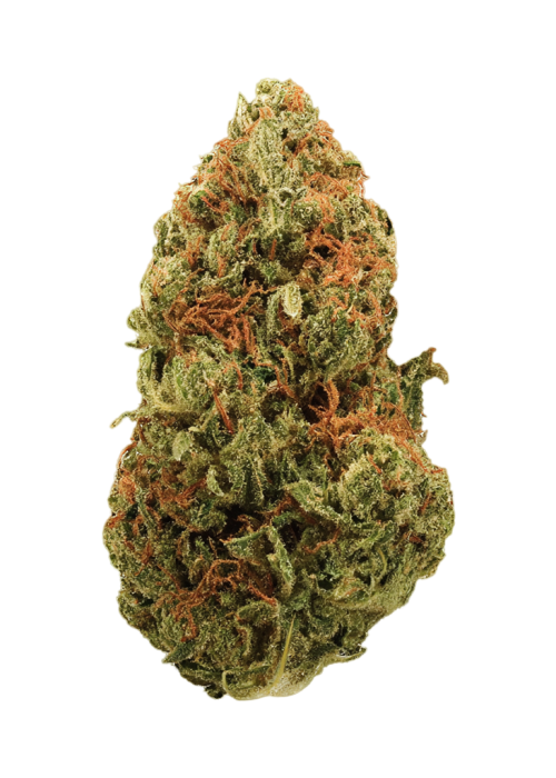 Jamaican Lion