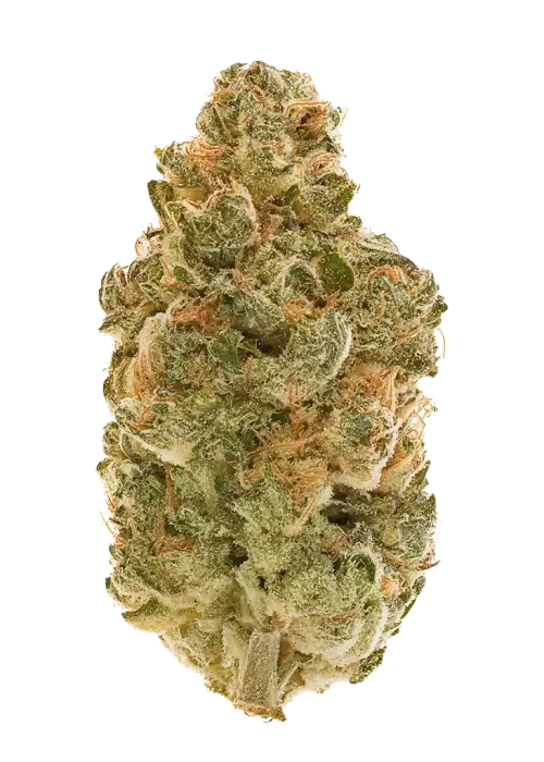 Dragon Lady