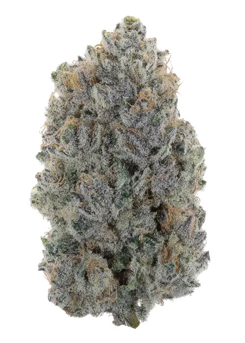 Purple Swish