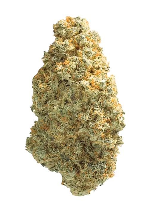 Alien Dawg