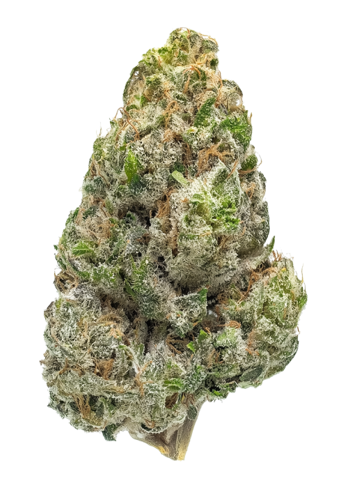 Bubbledawg