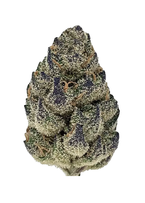 Krypto Chronic