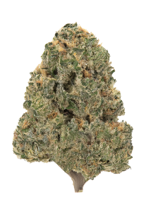 Budzilla