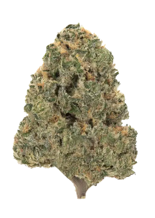 Budzilla