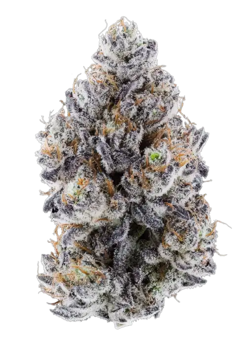 Purple Froot