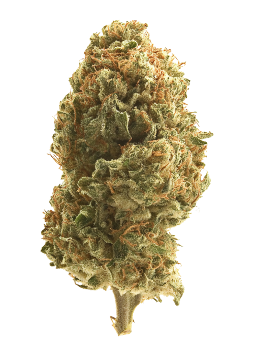 Chuck OG