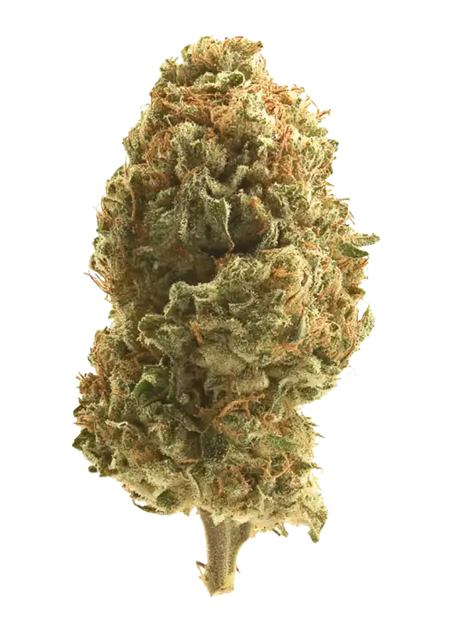 Chuck OG