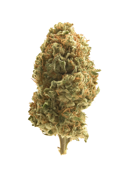 Chuck OG