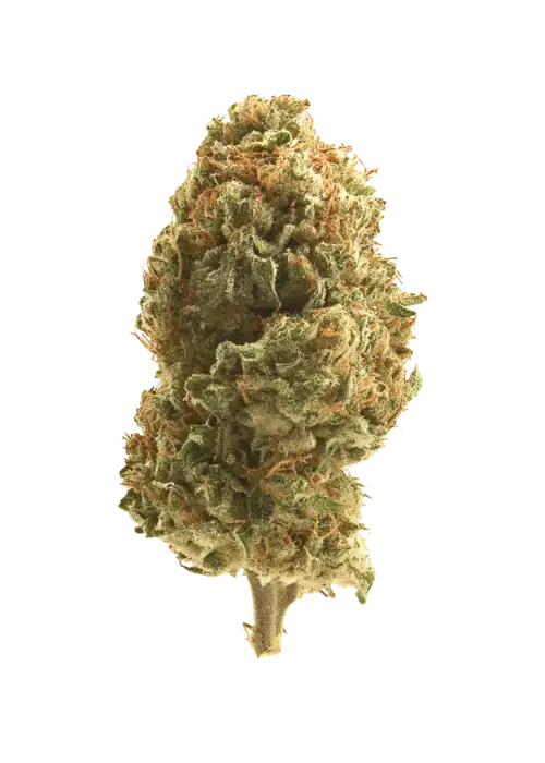 Chuck OG