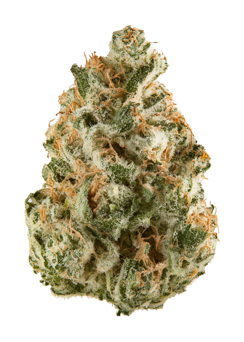 Orange Ghost