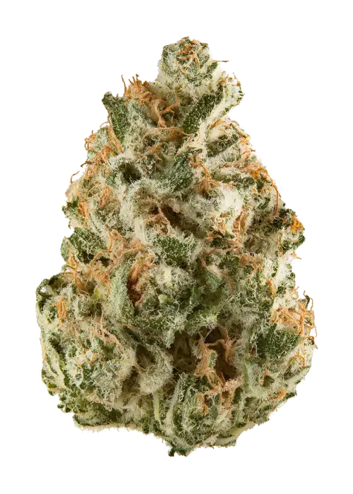 Orange Ghost