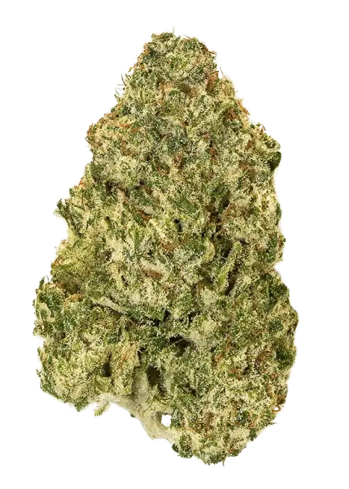 Sasquatch Sap