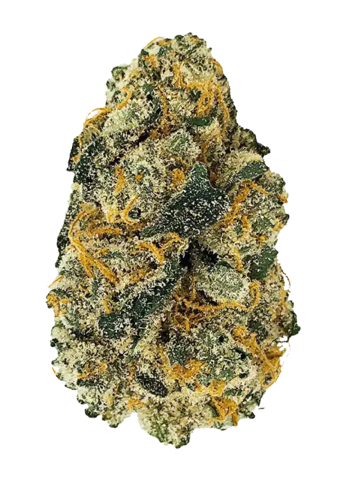 Orange Sherbert
