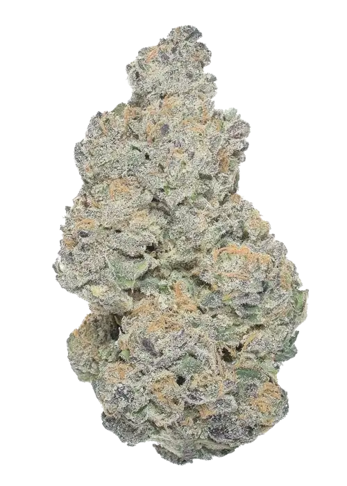 Mountain Apple