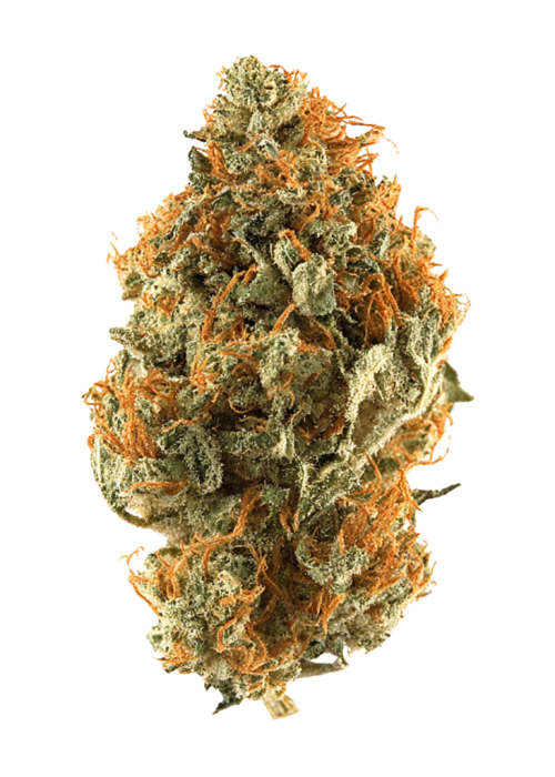Orange Bud