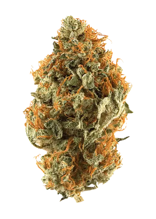 Orange Bud