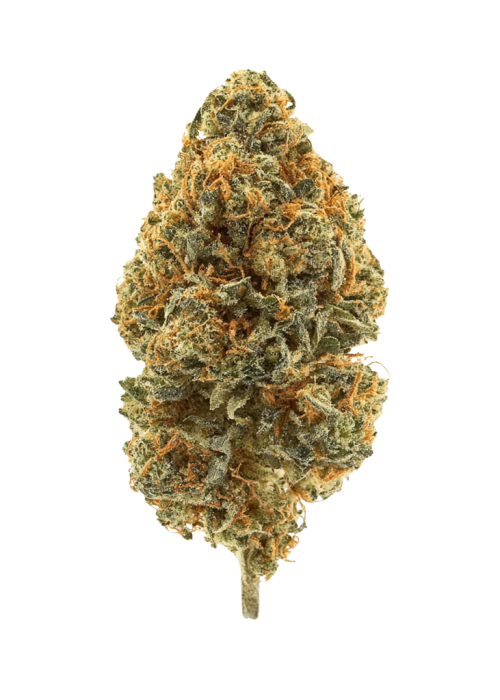 Orange Bud