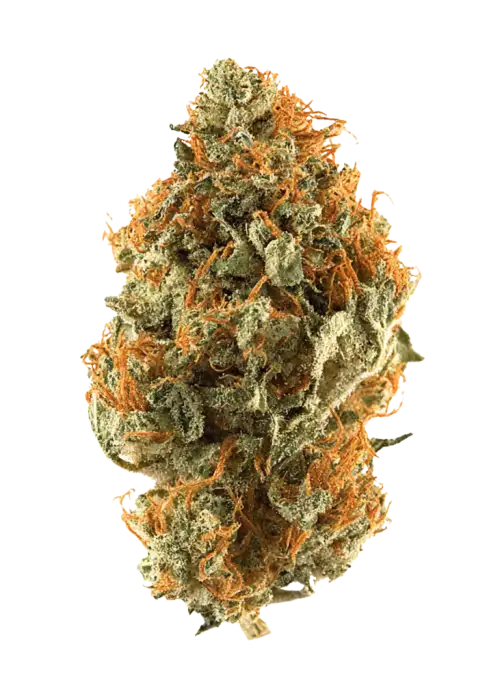 Orange Bud