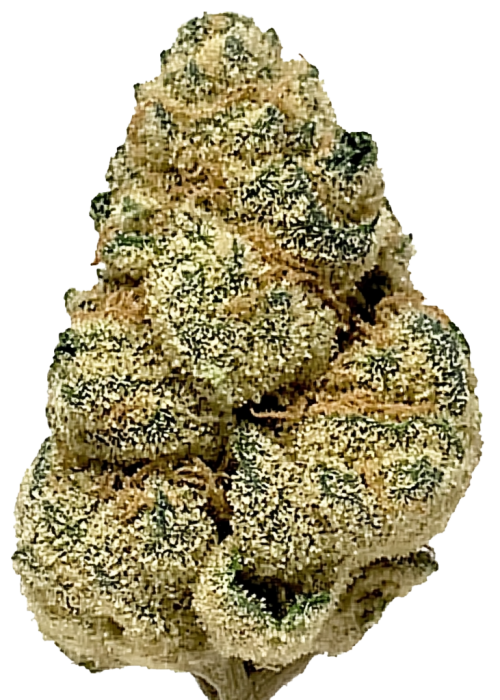 XJ-13