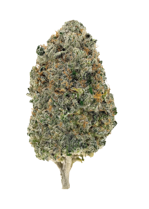 XJ-13