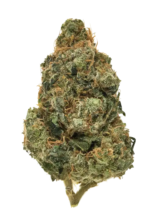 Bubonic Chronic