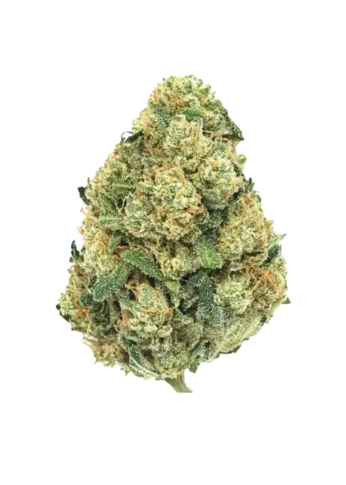 Hash Plant