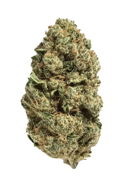 Pink Champagne