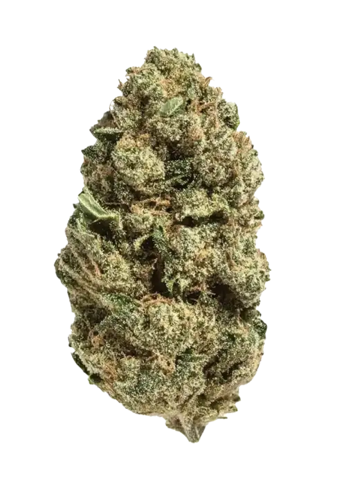 Pink Champagne